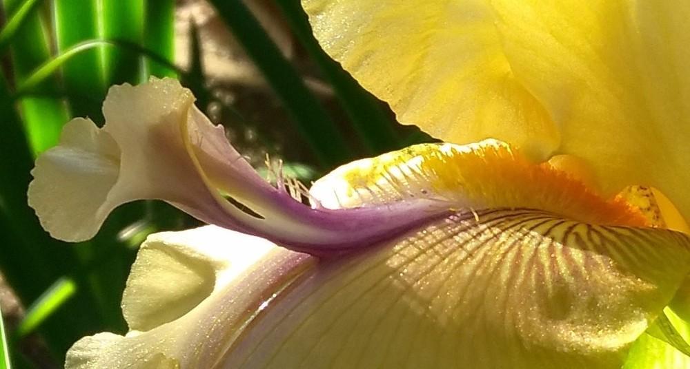 Photo of Tall Bearded Iris (Iris 'Poppa John') uploaded by cocoajuno