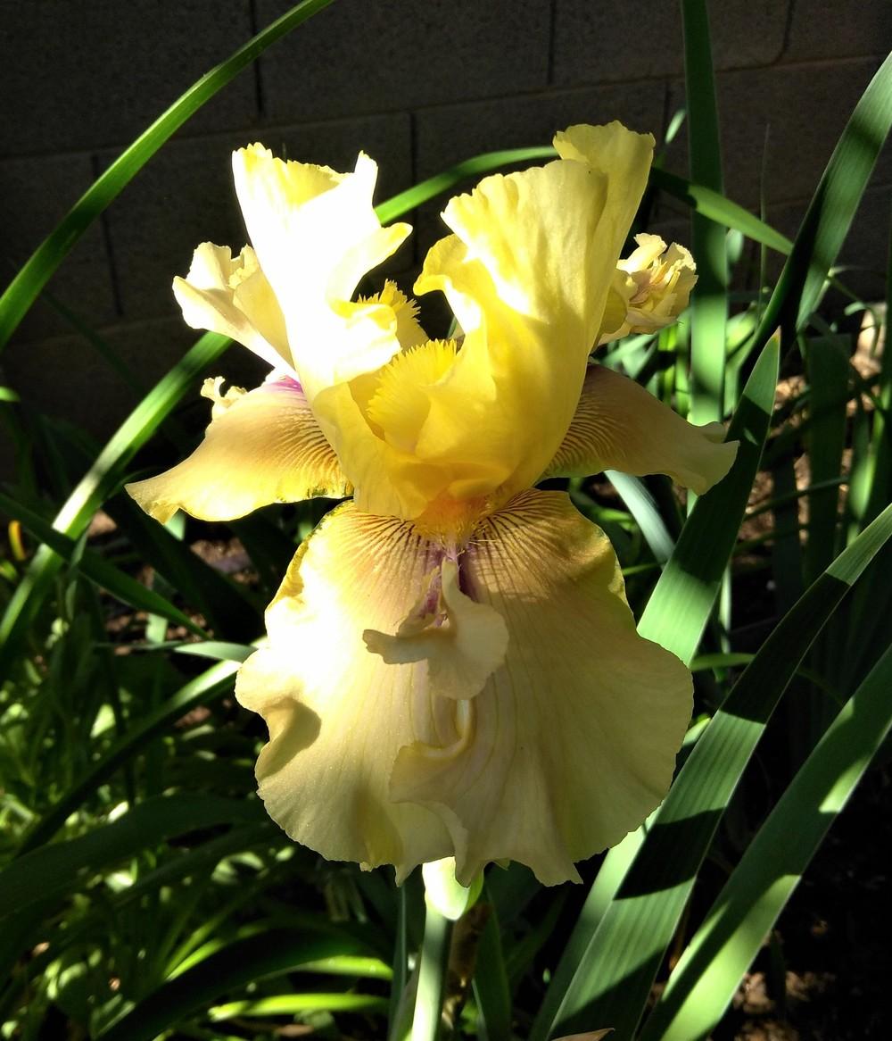 Photo of Tall Bearded Iris (Iris 'Poppa John') uploaded by cocoajuno