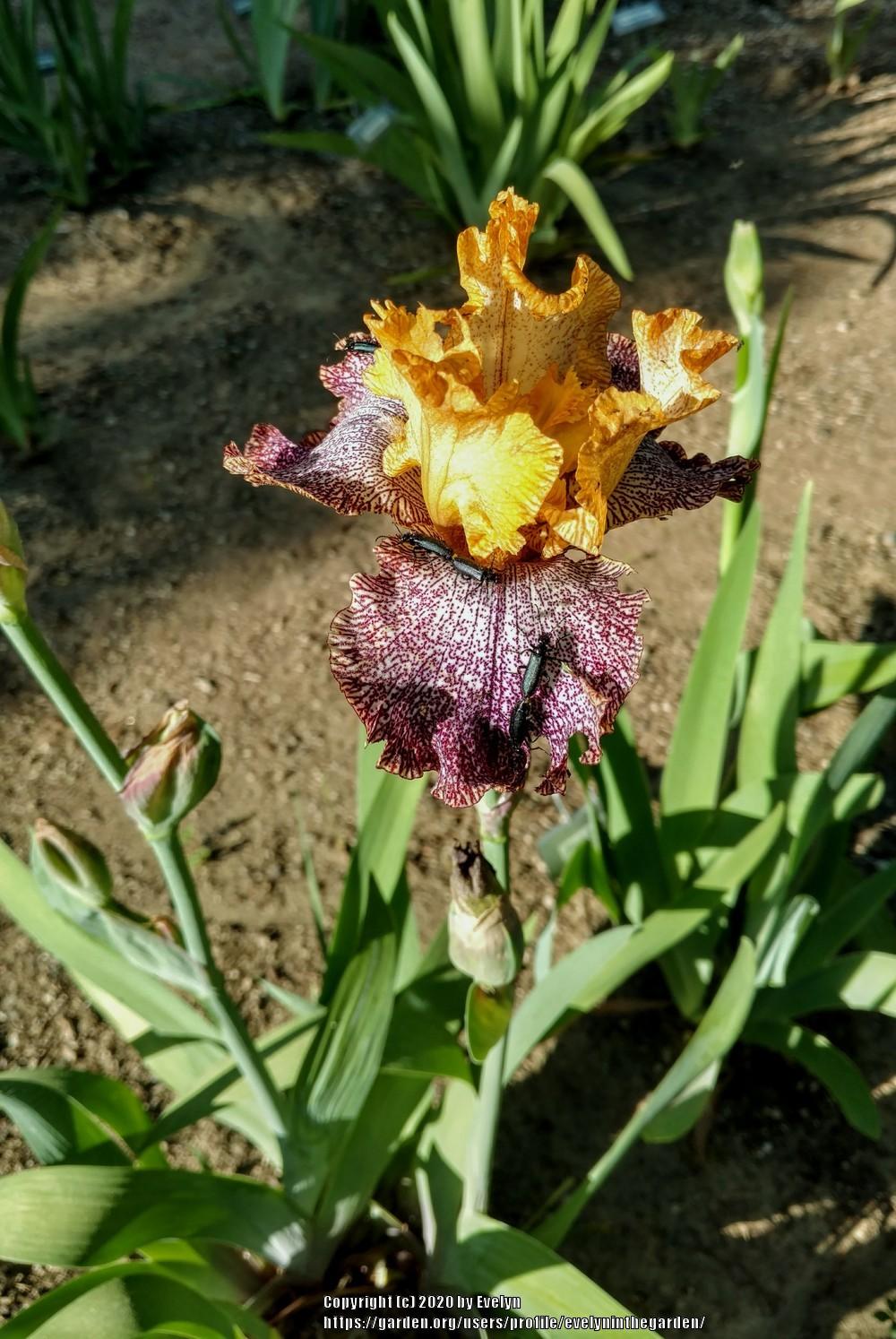 Photo of Tall Bearded Iris (Iris 'Temporal Anomaly') uploaded by evelyninthegarden