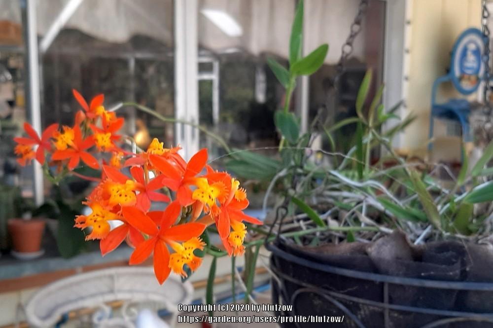 Photo of Crucifix Orchid (Epidendrum radicans) uploaded by hlutzow