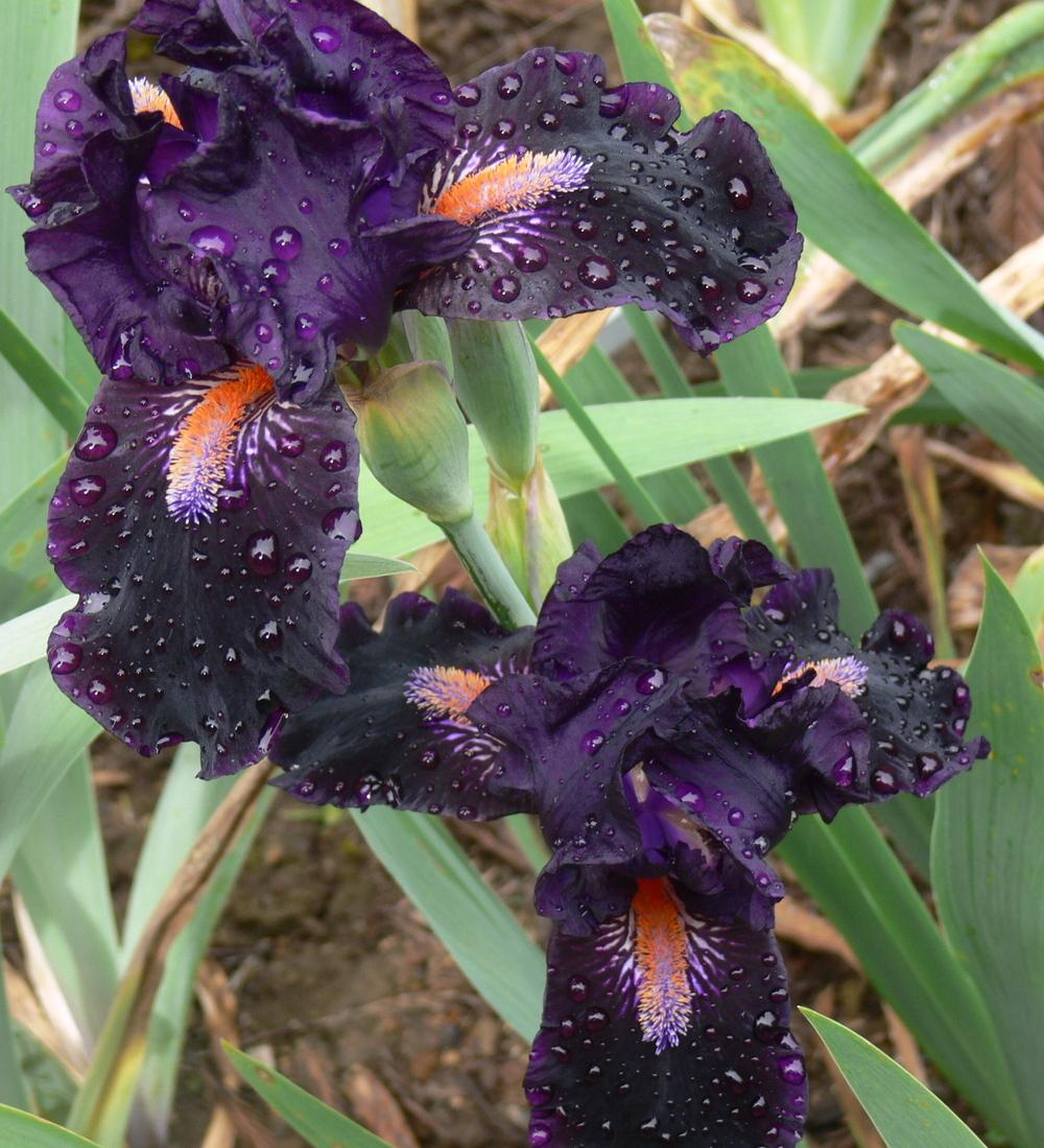 Photo of Intermediate Bearded Iris (Iris 'Devil May Care') uploaded by janwax
