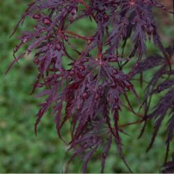 Location: in my shade garden
Date: 05-11-2020
Acer palmatum 'Viridis'