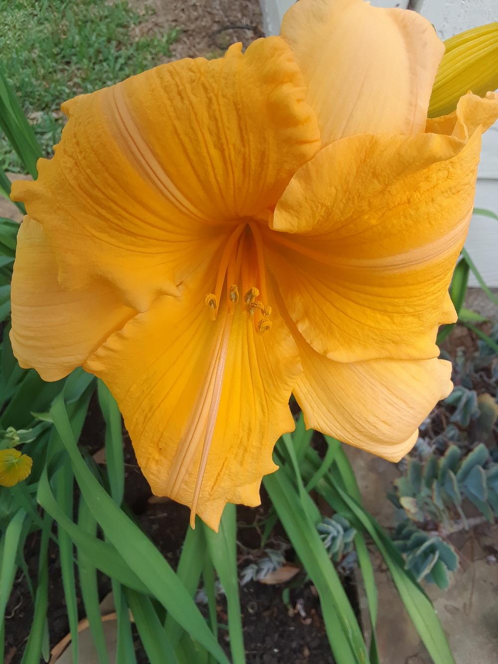 Photo of Daylily (Hemerocallis 'Orange Velvet') uploaded by wgriff46
