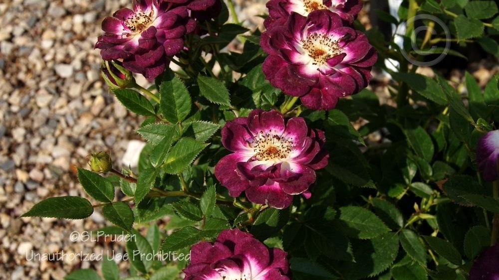 Photo of Rose (Rosa 'Diamond Eyes') uploaded by DaylilySLP