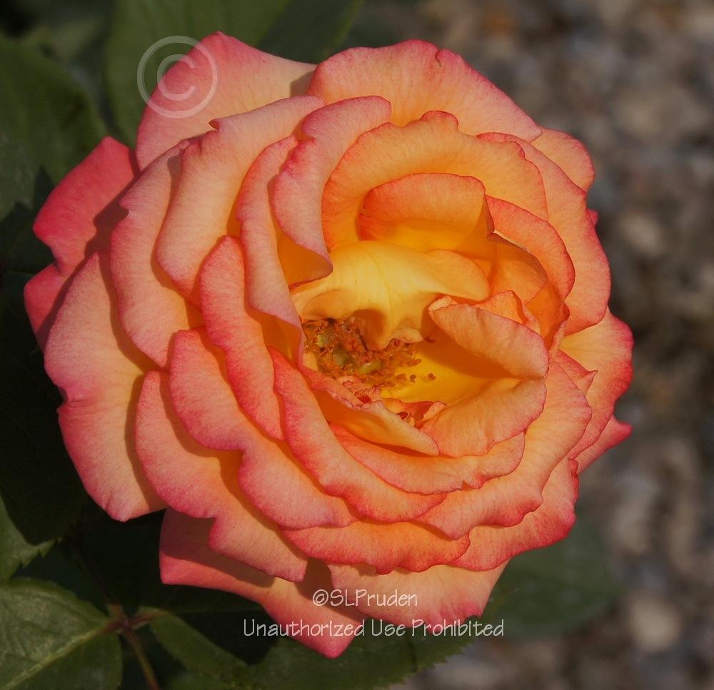 Photo of Rose (Rosa 'Dream Come True') uploaded by DaylilySLP