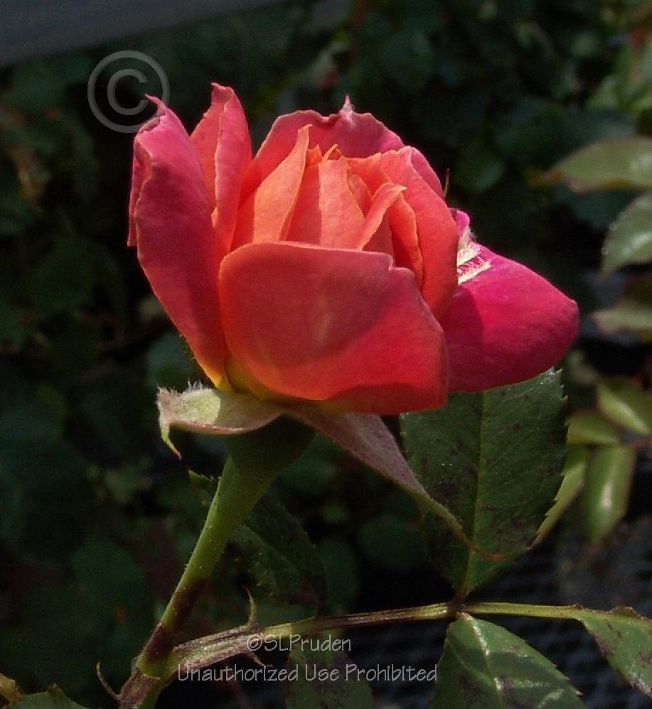 Photo of Rose (Rosa 'Disneyland Rose') uploaded by DaylilySLP