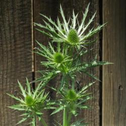 Location: Northern California, Zone 9b
Date: 2020-05-12
Big Blue Sea Holly getting ready to turn blue and bloom.