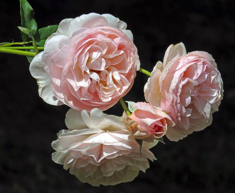 Photo of Rose (Rosa 'Heritage') uploaded by DebraZone9