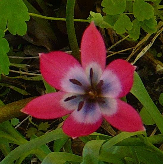 Photo of Species Hybrid Tulip (Tulipa 'Little Beauty') uploaded by HemNorth