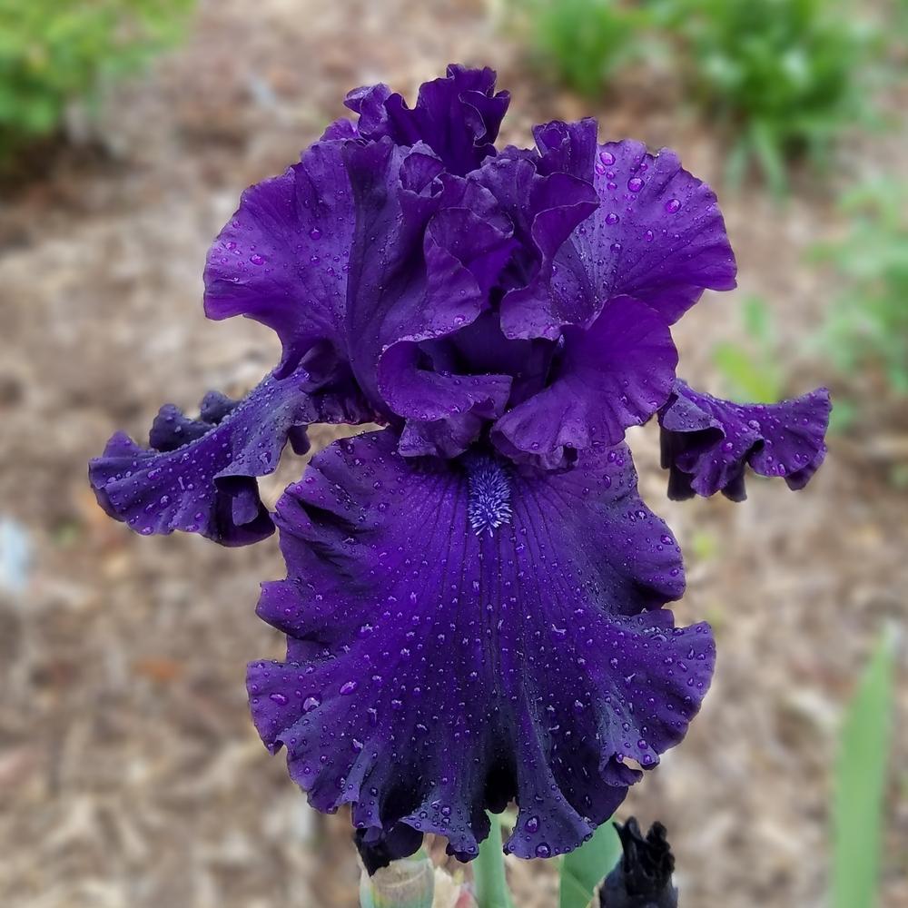 Photo of Tall Bearded Iris (Iris 'Shadows of Night') uploaded by OrganicJen