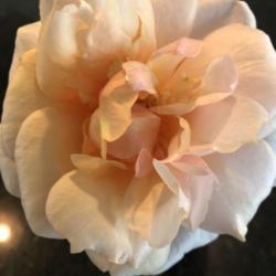 Location: Hammond, Louisiana
Date: 2020-05-12
Soul Sister shrub rose by Kordes