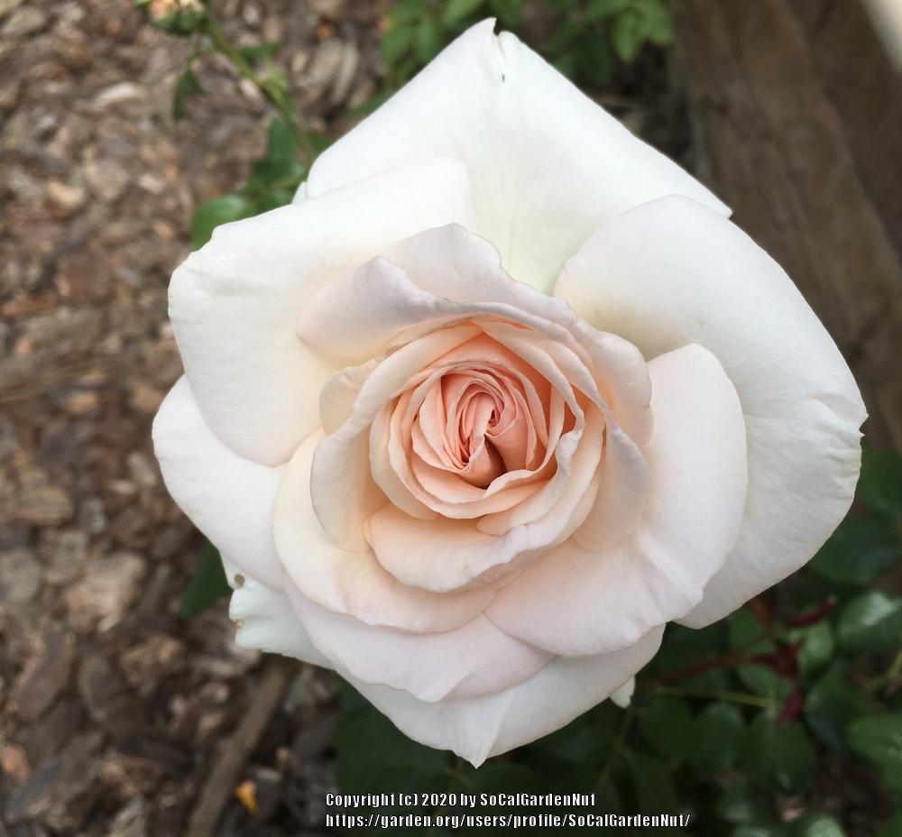 Photo of Rose (Rosa 'Schloss Ippenburg') uploaded by SoCalGardenNut