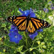 My 42nd #Monarch released today (May 13, 2020). She flew directly