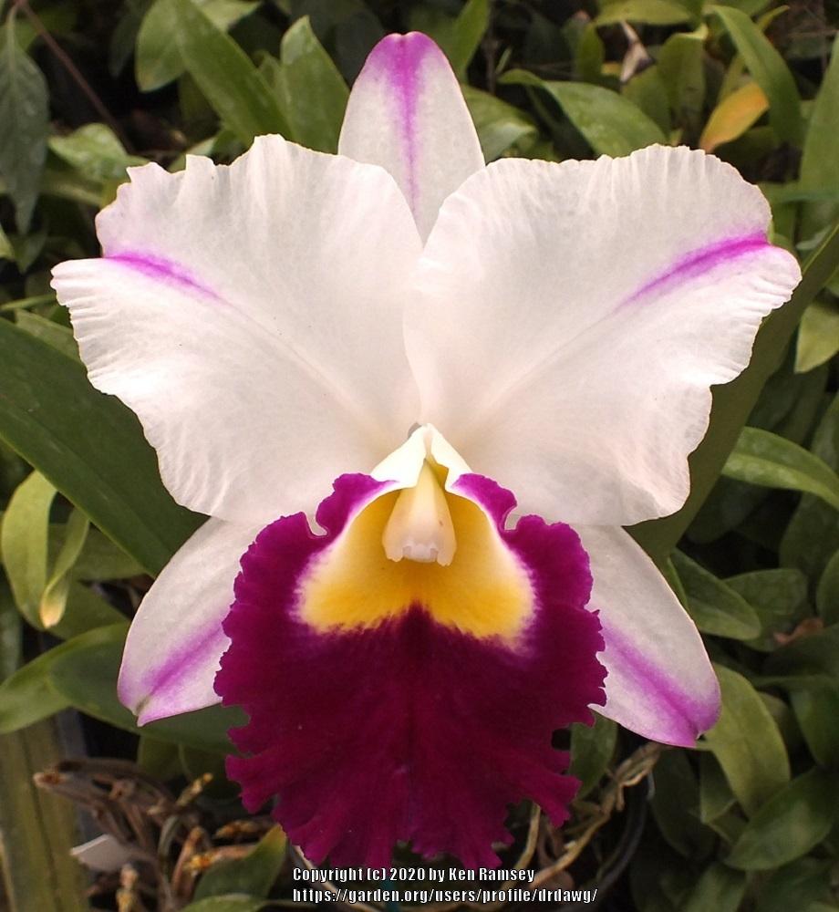 Photo of Orchid (Rhyncholaeliocattleya Memoria Shirley Byrnes 'NN') uploaded by drdawg