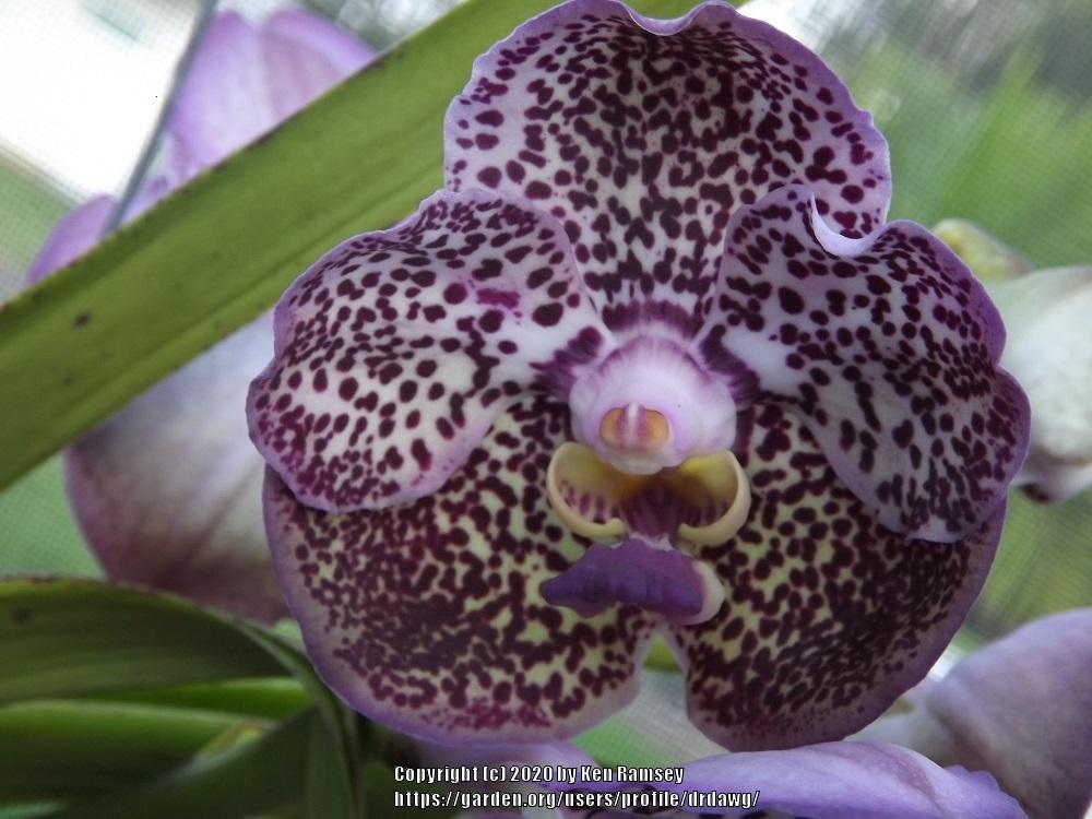 Photo of Orchid (Vanda Kulwadee Fragrance) uploaded by drdawg