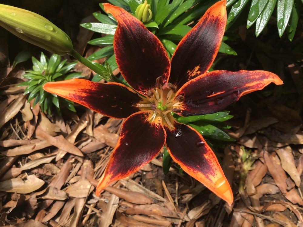 Photo of Asiatic Lily (Lilium 'Forever Susan') uploaded by gardenfish