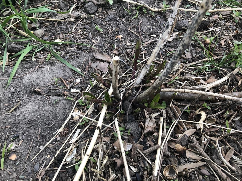 Photo of Swamp Milkweed (Asclepias incarnata) uploaded by jhugart