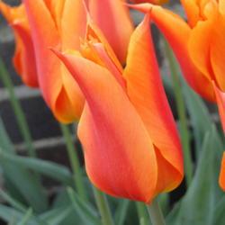 Location: southeast Nebraska
Date: 2015-04-20
Fragrant tulip!
