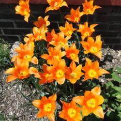 Location: southeast Nebraska
Fragrant tulip!