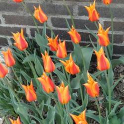 Location: southeast Nebraska
Date: 2015-04-20
Fragrant tulip!