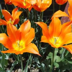 Location: southeast Nebraska
Date: 2015-04-21
Fragrant tulip!