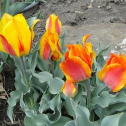 Location: southeast Nebraska
Date: 2015-04-02
 Variation in bloom.  Perennializes.