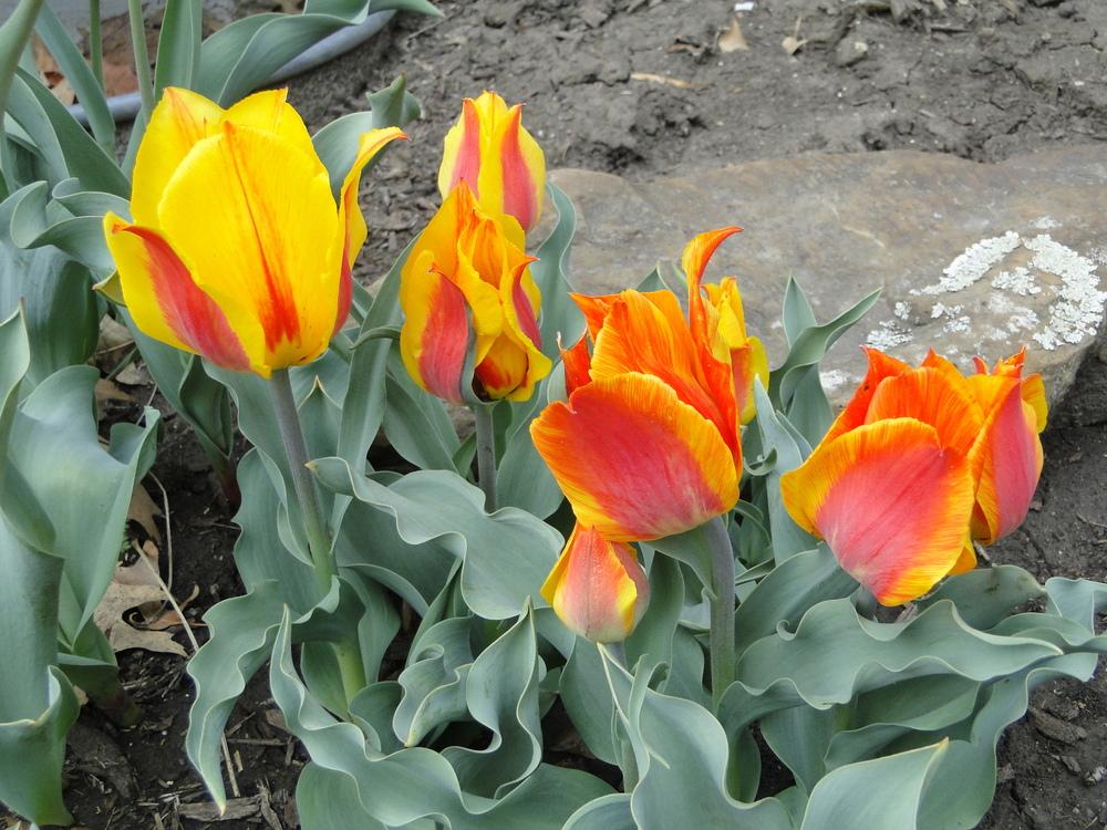 Photo of Single Early Tulip (Tulipa 'Flair') uploaded by lauriemorningglory