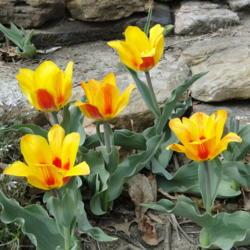 Location: southeast Nebraska
Date: 2014-04-19
Perennial tulip