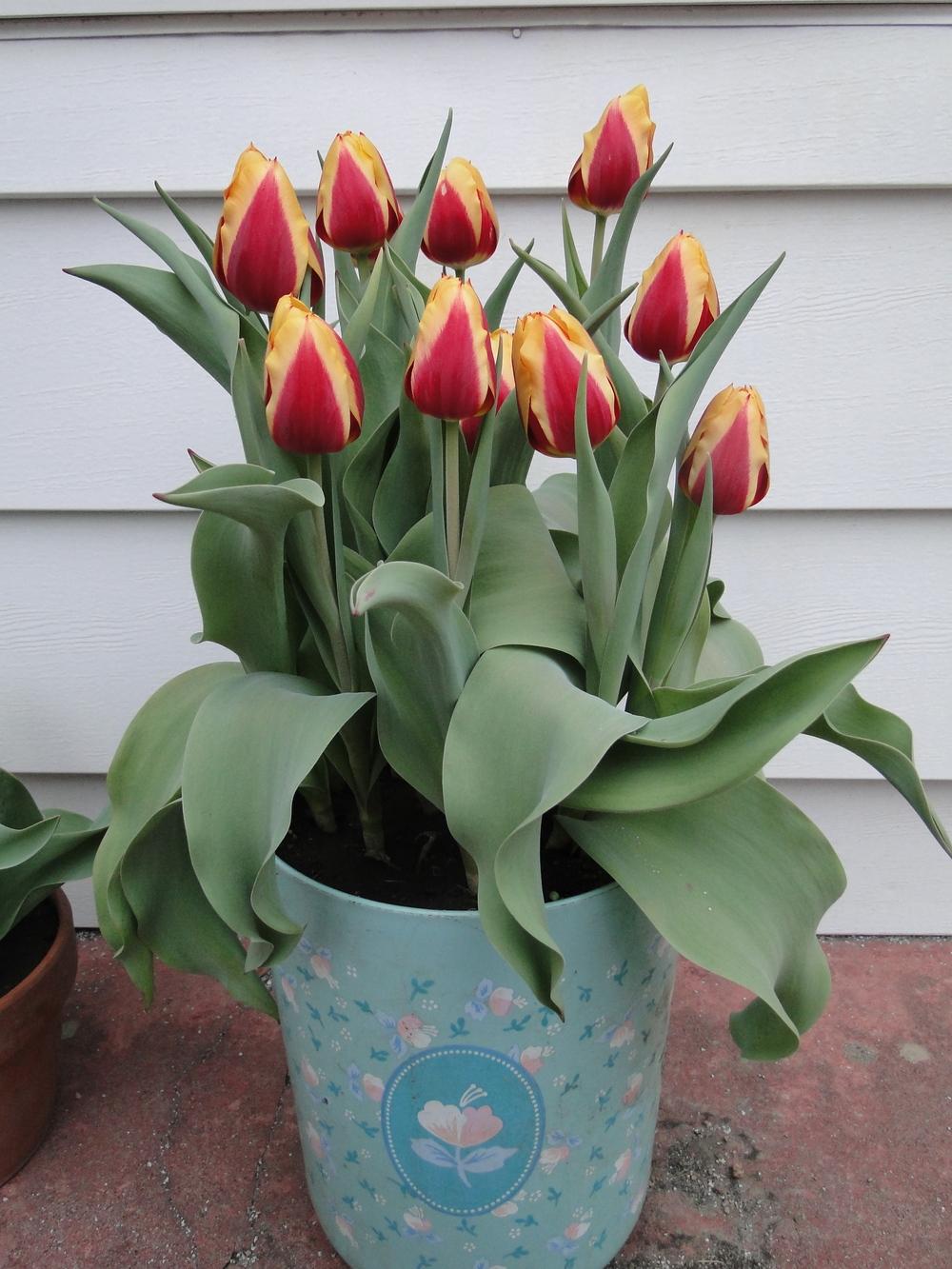 Photo of Single Early Tulip (Tulipa 'Keizerskroon') uploaded by lauriemorningglory