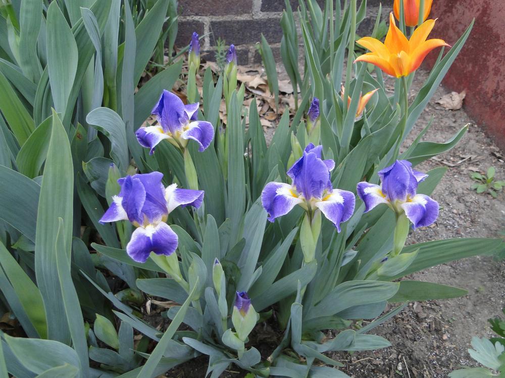 Photo of Standard Dwarf Bearded Iris (Iris 'Crystal Ship') uploaded by lauriemorningglory