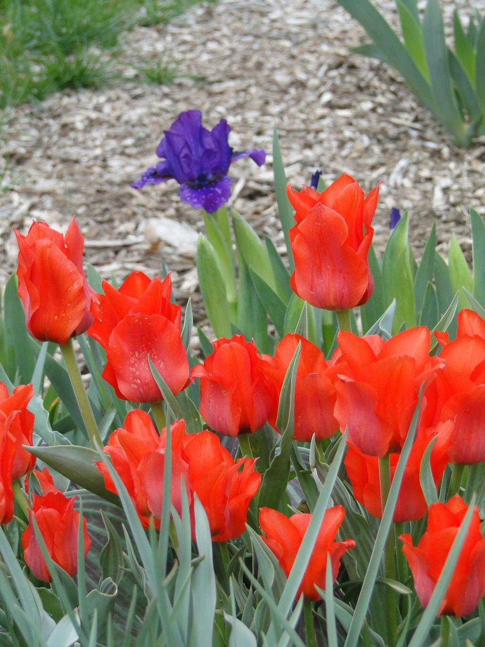 Photo of Greigii Tulip (Tulipa greigii 'Red Riding Hood') uploaded by lauriemorningglory