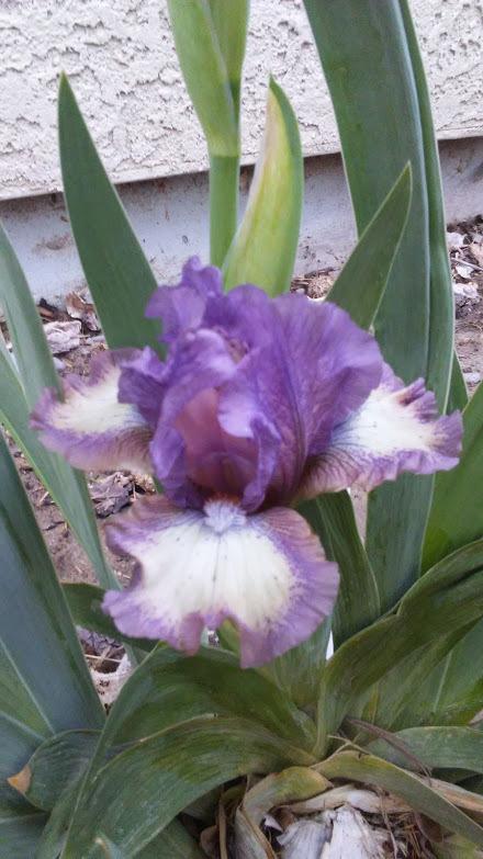 Photo of Standard Dwarf Bearded Iris (Iris 'Rufflemania') uploaded by scary1785