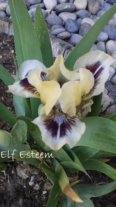 Photo of Miniature Dwarf Bearded Iris (Iris 'Elf Esteem') uploaded by scary1785