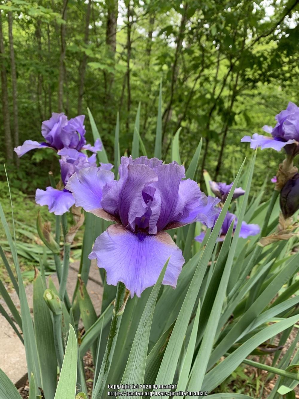 Photo of Tall Bearded Iris (Iris 'Mythology') uploaded by urania1