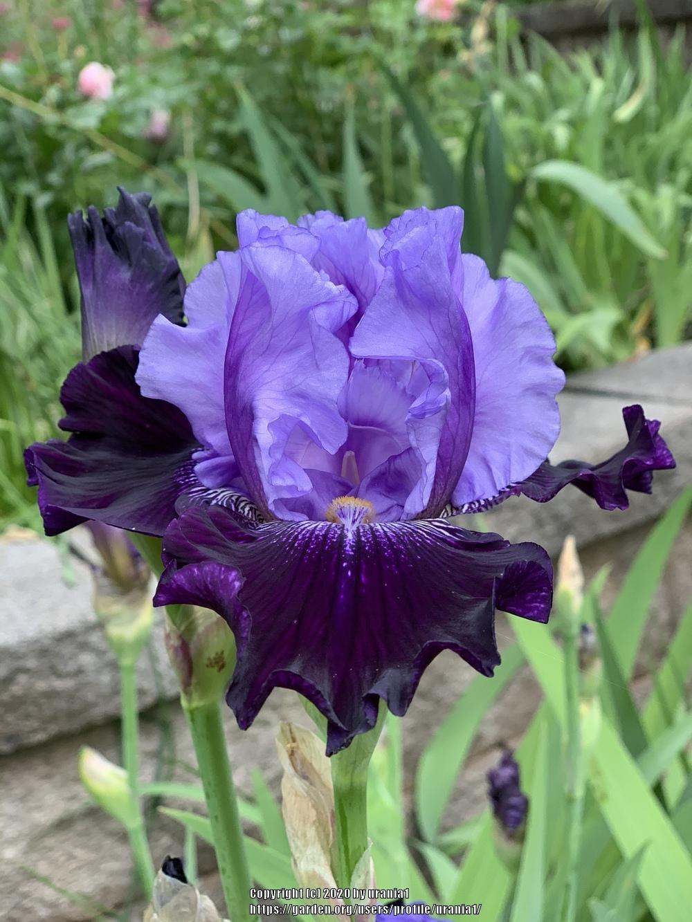 Photo of Tall Bearded Iris (Iris 'Visual Intrigue') uploaded by urania1