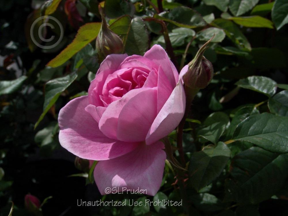 Photo of Rose (Rosa 'Gertrude Jekyll') uploaded by DaylilySLP