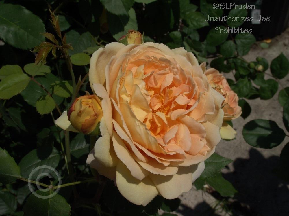 Photo of Rose (Rosa 'Golden Celebration') uploaded by DaylilySLP