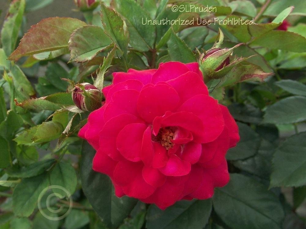 Photo of Rose (Rosa 'Europeana') uploaded by DaylilySLP