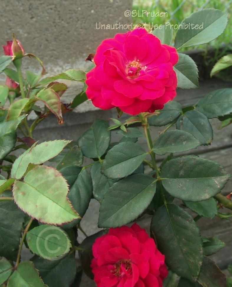 Photo of Rose (Rosa 'Europeana') uploaded by DaylilySLP