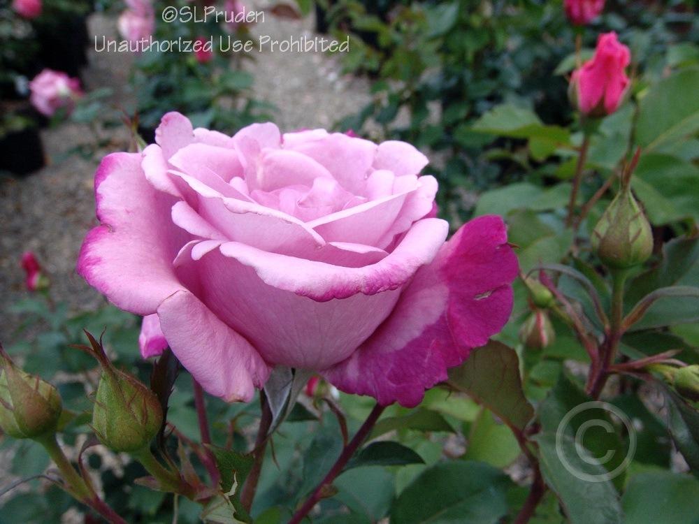 Photo of Rose (Rosa 'Fragrant Plum') uploaded by DaylilySLP