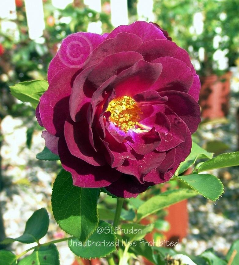 Photo of Rose (Rosa 'Ebb Tide') uploaded by DaylilySLP