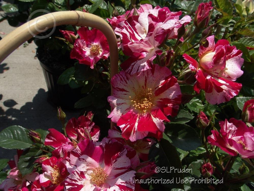 Photo of Large-Flowered Climbing Rose (Rosa 'Fourth of July') uploaded by DaylilySLP