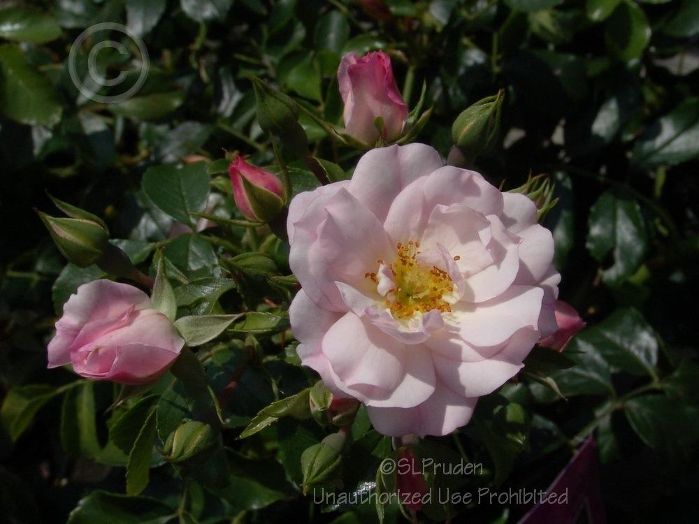 Photo of Rose (Rosa 'Flower Carpet Apple Blossom') uploaded by DaylilySLP