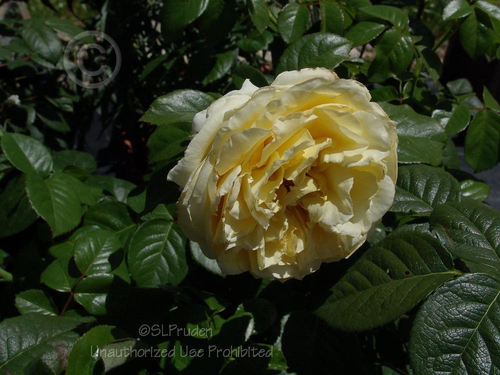 Photo of Rose (Rosa 'Full Moon Rising') uploaded by DaylilySLP