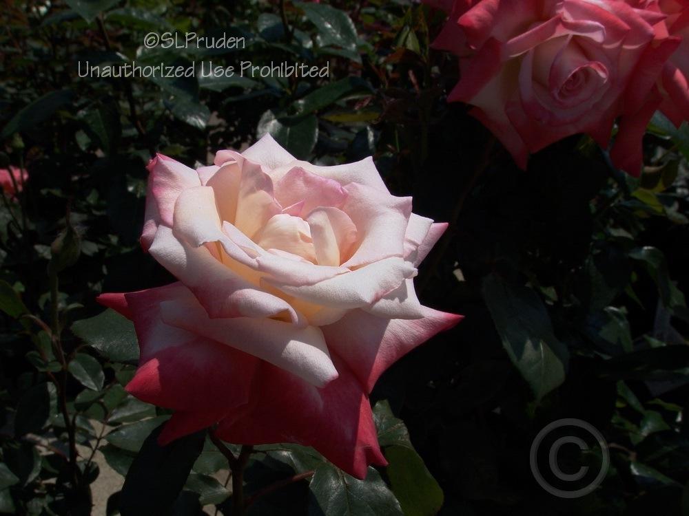 Photo of Rose (Rosa 'Gemini') uploaded by DaylilySLP