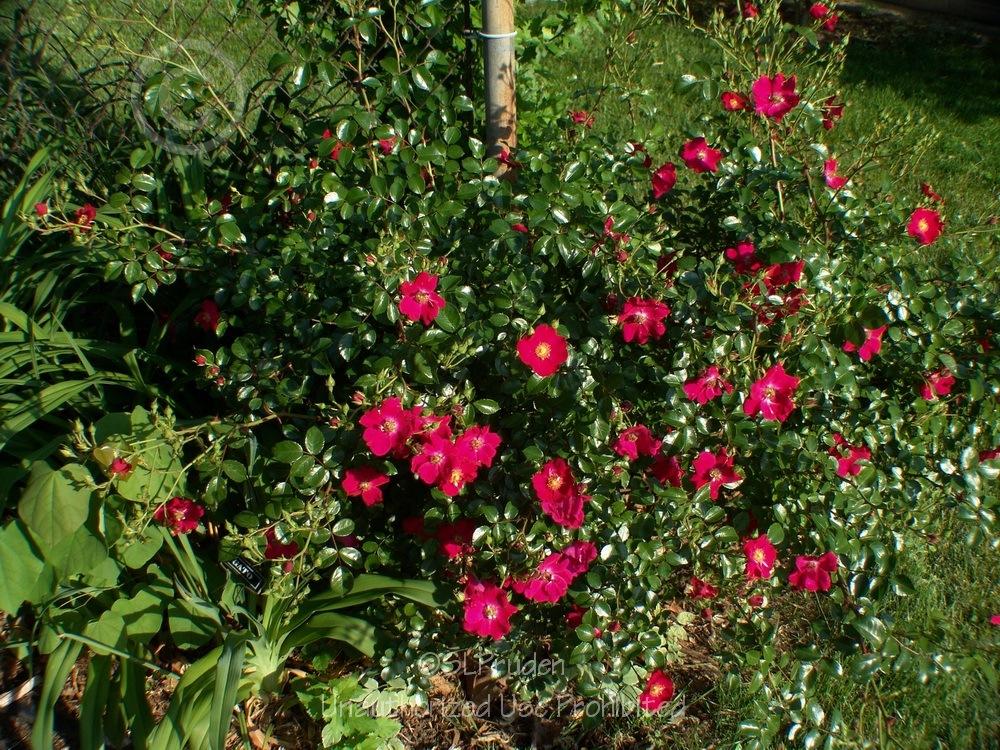 Photo of Rose (Rosa 'Flower Carpet Red') uploaded by DaylilySLP