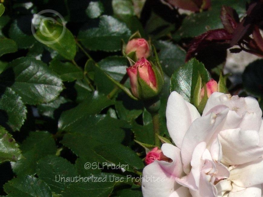 Photo of Rose (Rosa 'Flower Carpet Apple Blossom') uploaded by DaylilySLP