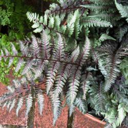 Location: Northern California, Zone 9b
Date: 2020-05-12
The unique colors in this 'Regal Red' painted fern became more pr