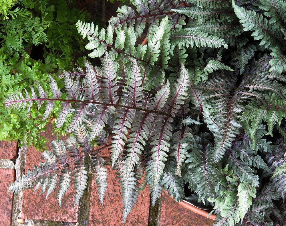 Photo of Japanese Painted Fern (Anisocampium niponicum 'Regal Red') uploaded by DebraZone9