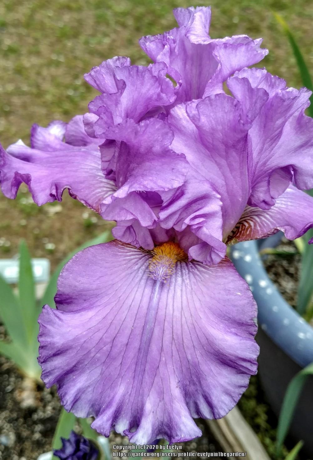 Photo of Tall Bearded Iris (Iris 'Ruffled Goddess') uploaded by evelyninthegarden